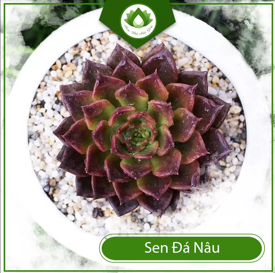 Sen đá nâu